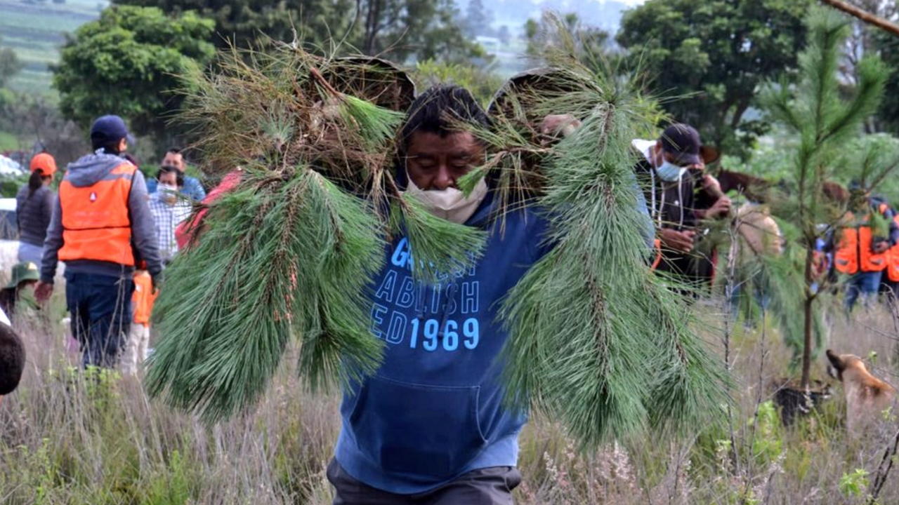 El Cerro Zapotecas sufre un nueva Jornada de Reforestación 
