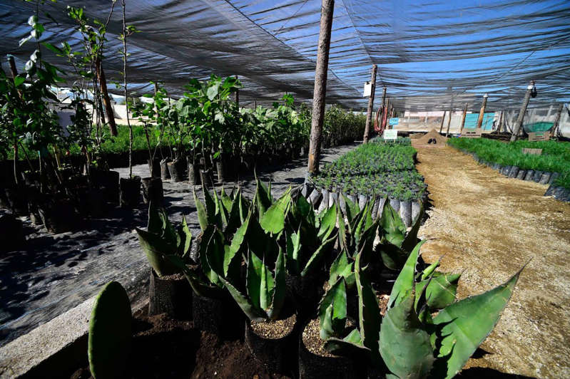 Secuestran a trabajadores de Sembrando Vida en Guerrero