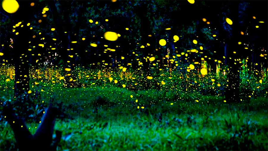 Por condiciones climáticas, el fenómeno natural de las luciérnagas podrá verse por más tiempo.