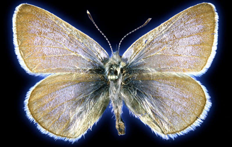 Confirman extinción de mariposa azul Xerces a causa del ser humano