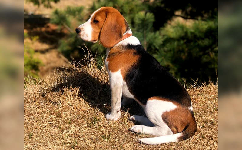 Reforma es aprobada para penar el maltrato animal en el Estado de México 