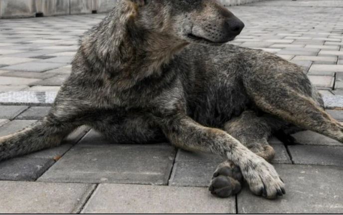 Piden justicia por perro que mataron a golpes en Tlalnepantla