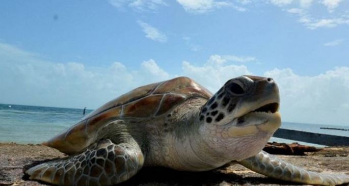 Muerte masiva de tortugas caguama genera alarma en BCS