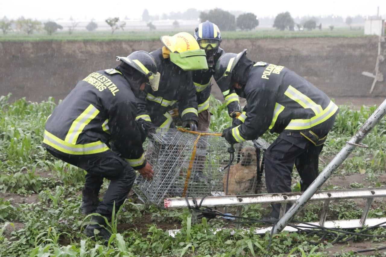 'Spike' perrito rescatado del socavón será dado en adopción