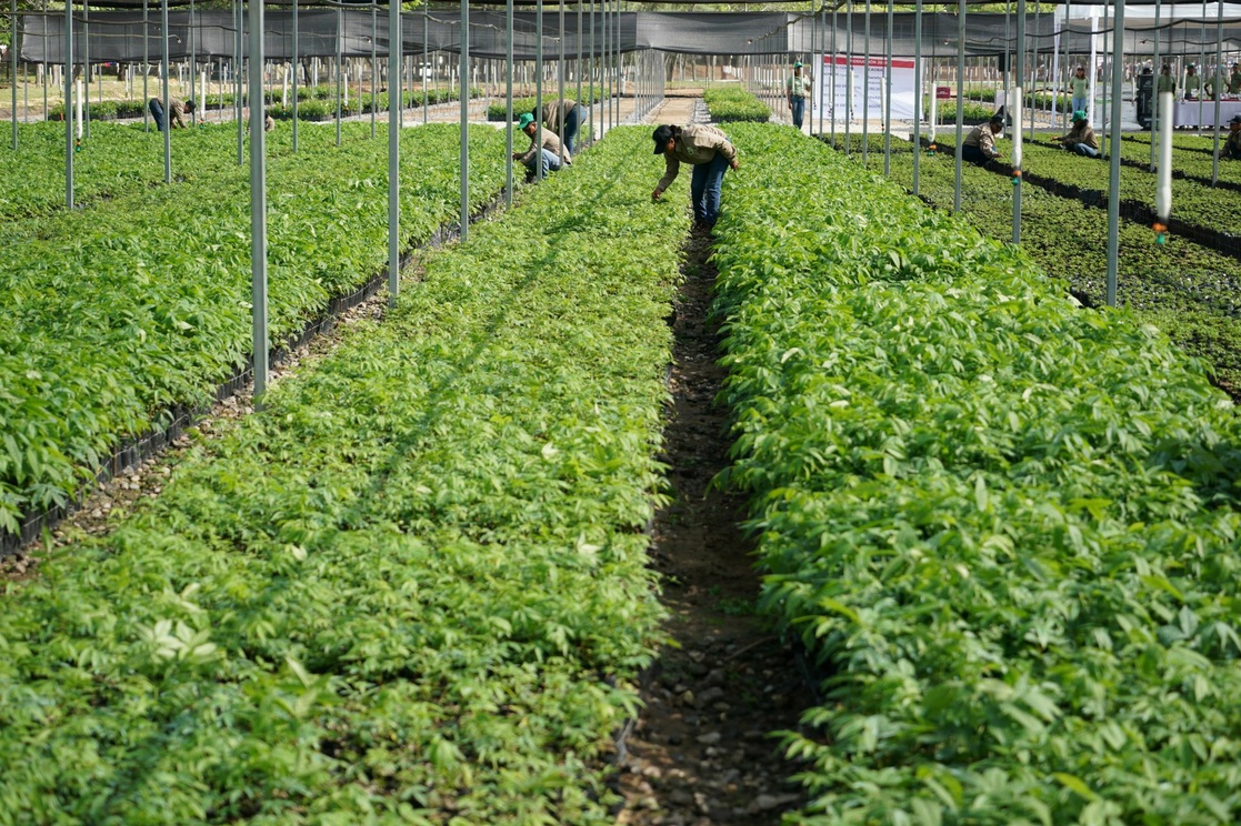 Sembrando vida plantará más de 15 millones de árboles en Campeche