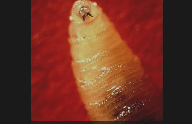 Reportan plaga de gusano barrenador en árboles de Ocampo, Michoacán