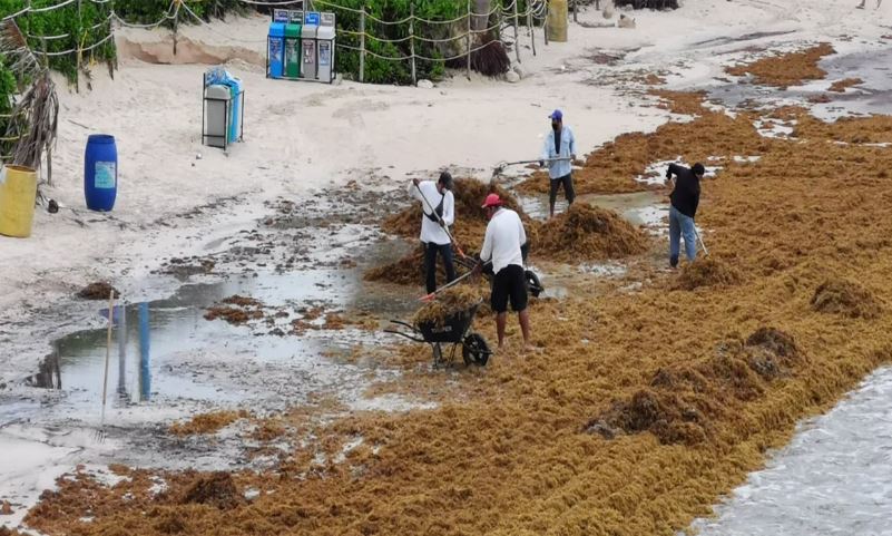 Fallas en contención del sargazo reúnen a Semar y gobierno de Quintana Roo
