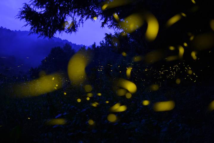 Tlaxcala buscará impulsar el turismo en la temporada de luciérnagas.