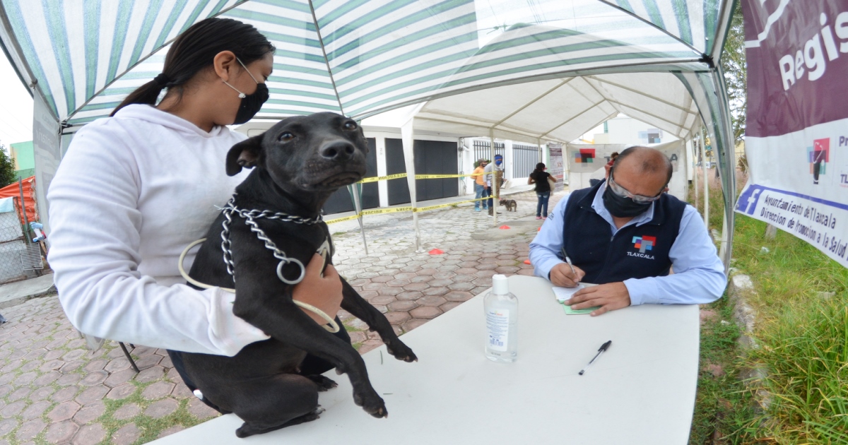 Retomarán actividades de esterilización canina y felina en la Capital tlaxcalteca 