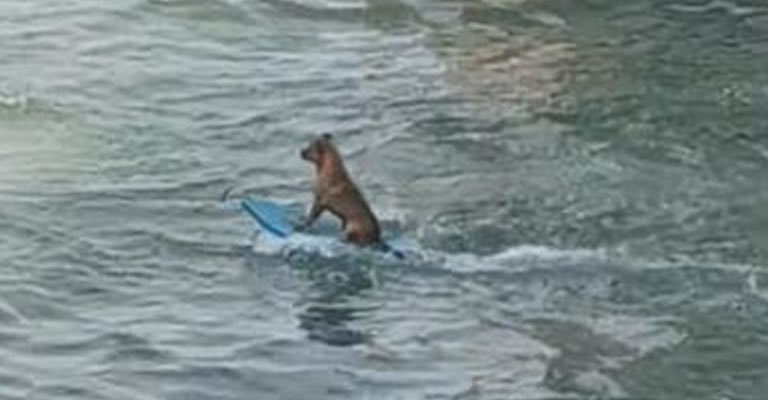 Perrito es captado “surfeando” en Veracruz, video se hace viral (Video)