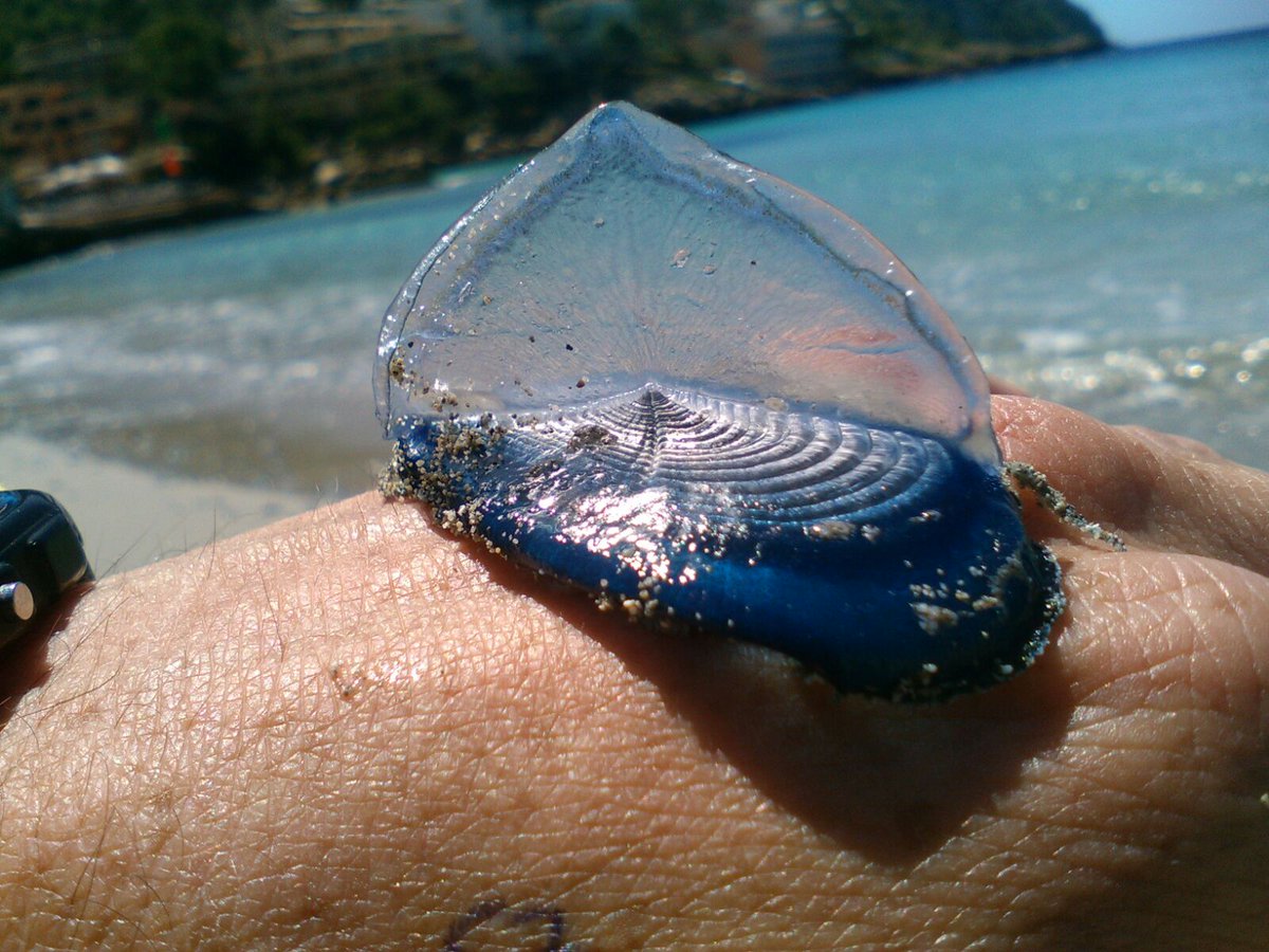 Reportan varamiento de medusas azules en La Paz, Baja California Sur