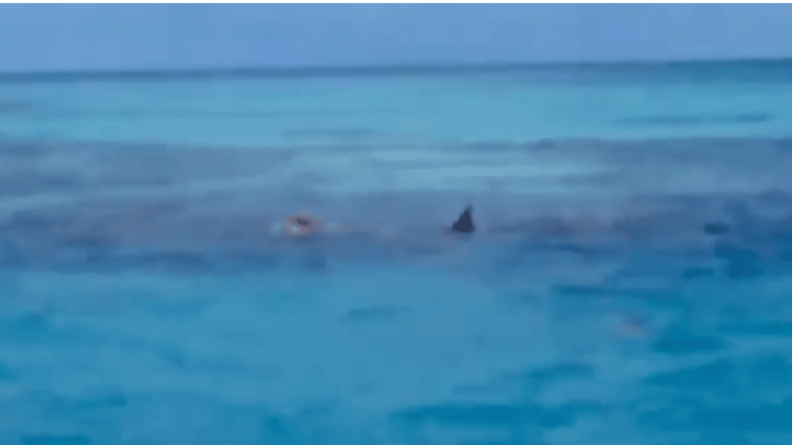 Tiburones devoran el cuerpo de un hombre 