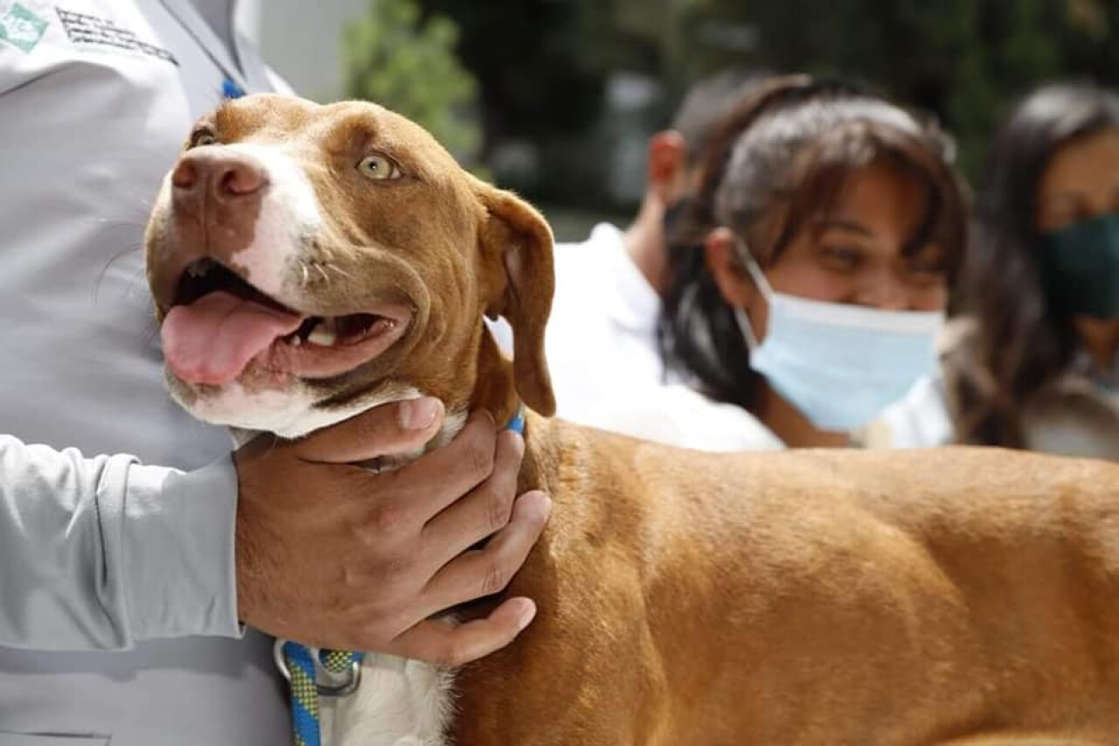 Incrementan casos de perros secuestrados en Tehuacán