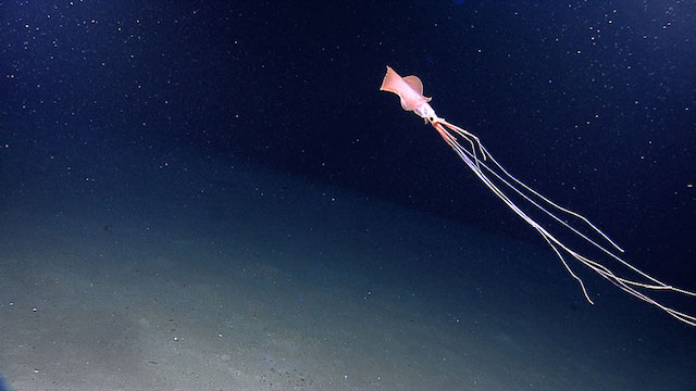 Esta criatura con forma ´Alienígena' se encontró en el Golfo de México