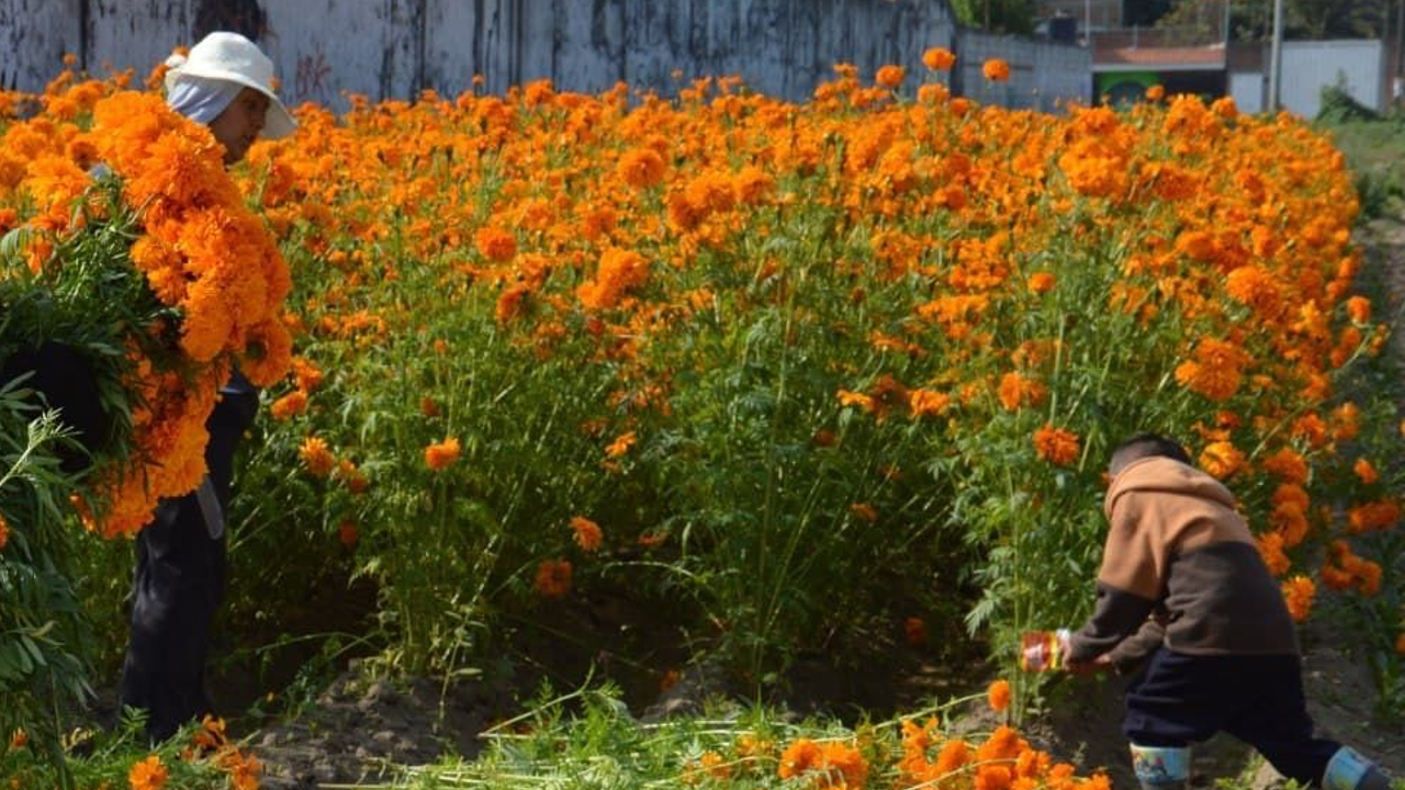 San Pedro Cholula se está consolidando como uno de los municipios con mayor producción y venta de las Flores de la temporada de “Todos Santos”