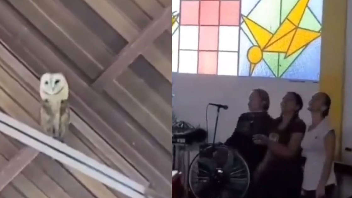 Lechuza se mete a iglesia y se pone a bailar con el coro: Viral