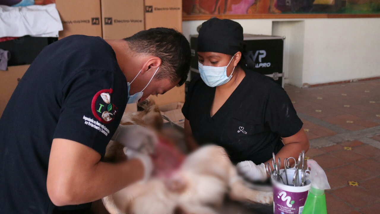 Ayuntamiento de San Andrés Cholula realizó una nueva jornada de Esterilización Animal 