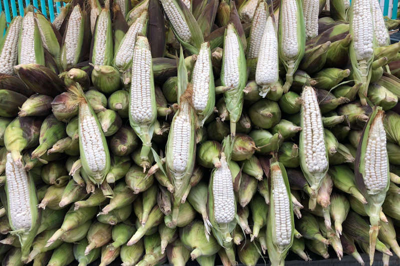 Produce anualmente 24 mil toneladas de maíz para pozole en México