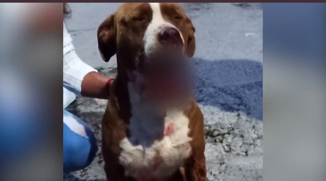 A Rocky le explotó pirotecnia durante fiestas patrias, debido a esto tuvo que ser sacrificado; Gobierno presenta denuncia 