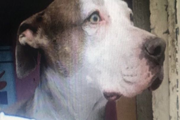 Justicia para “Laika”: Hombre mata a machetazos a una perrita