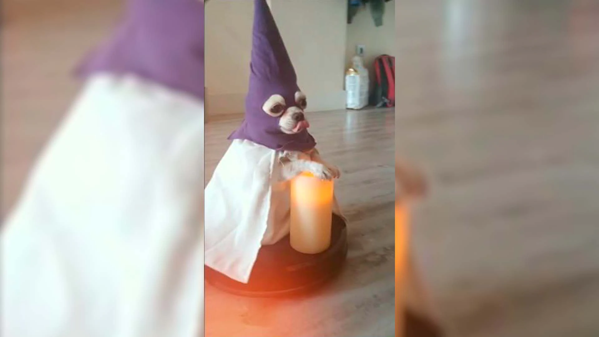 Conoce al lomito nazareno, el perrito que se hizo viral en TikTok esta semana santa