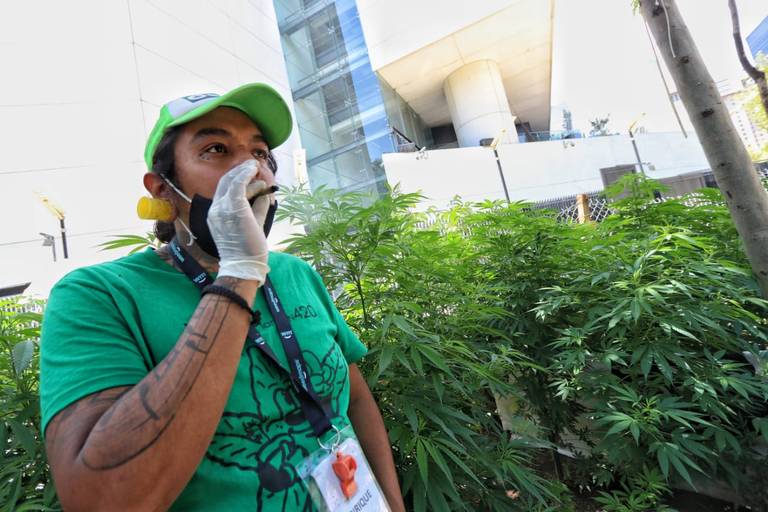 4/20: ¿En México cómo va la legalización de la marihuana?