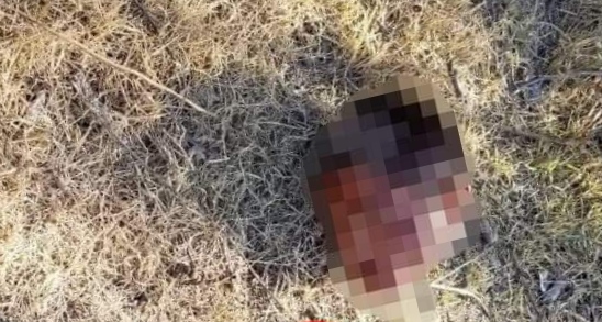 Restos humanos fueron hallados en San Gabriel Tetzoyocan, municipio de Yehualtepec