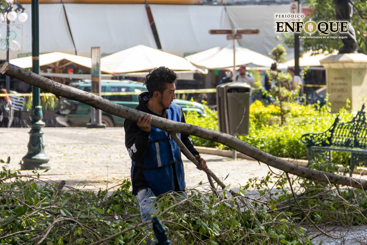Retirarán cinco árboles del Zócalo afectados por lluvias y vientos atípicos