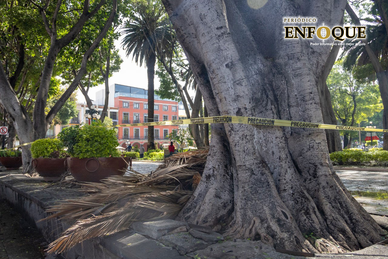 Seis árboles serán retirados del Centro Histórico