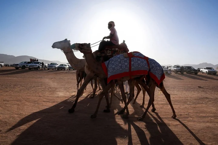qatar camello