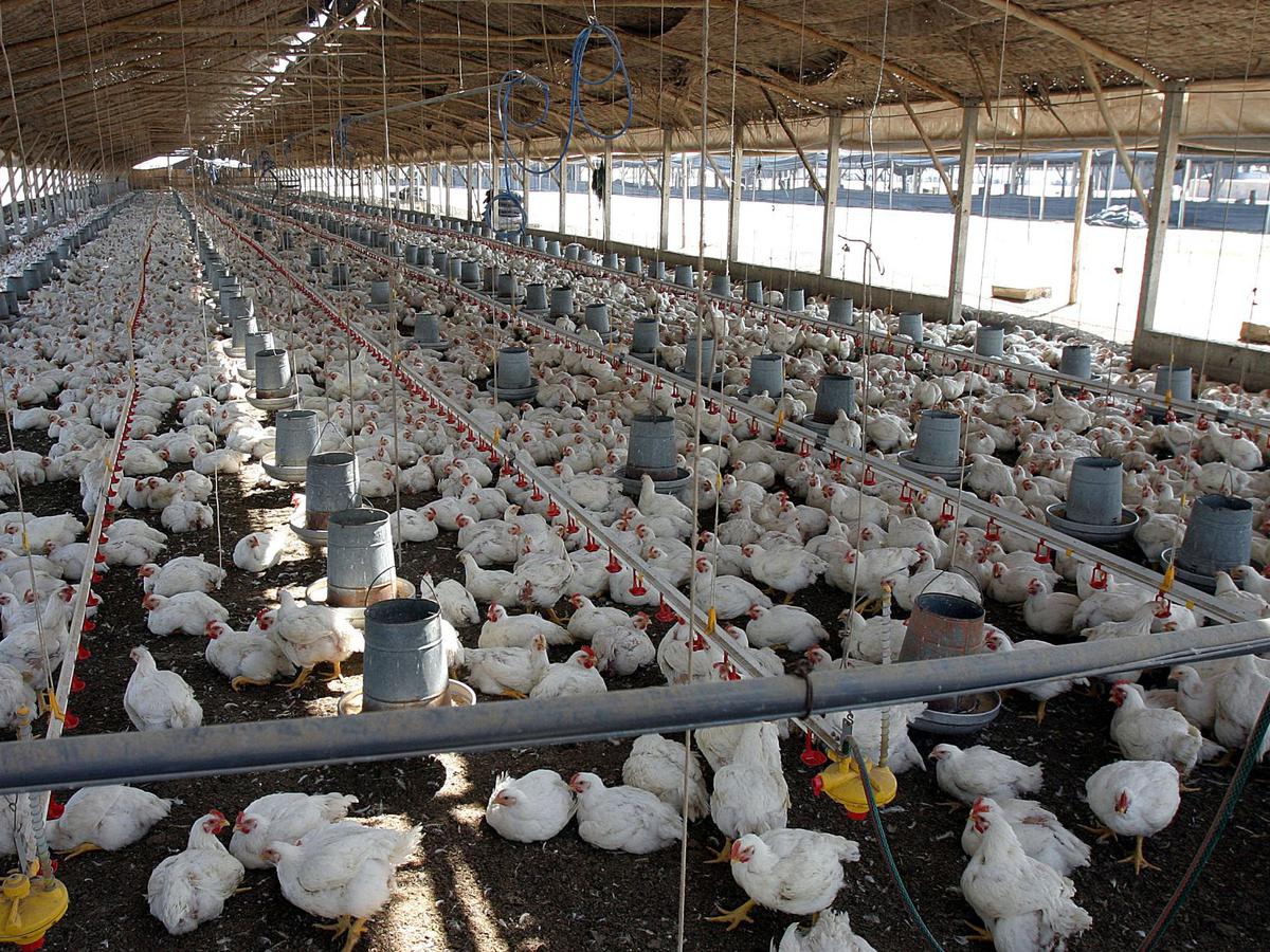 Declara Perú emergencia nacional sanitaria por casos de influenza aviar