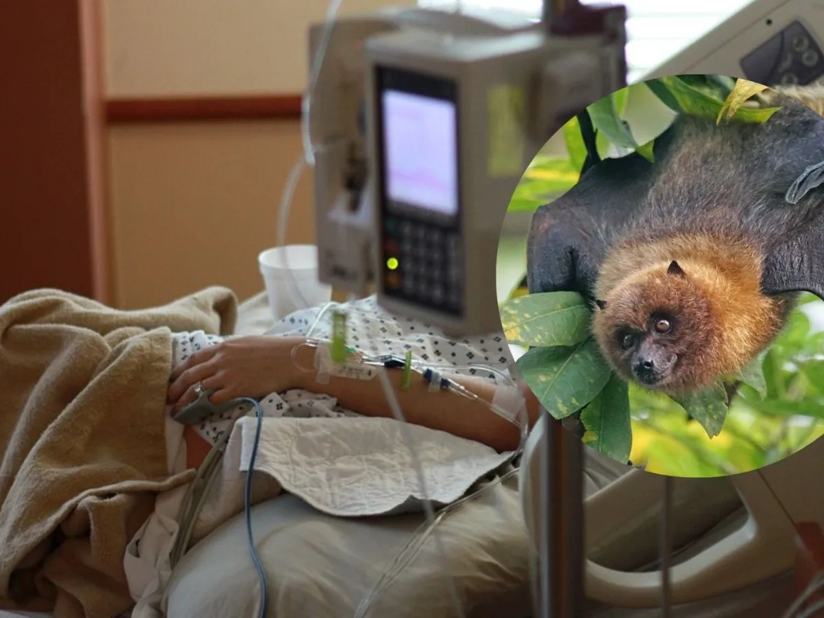 Se encuentran graves dos menores que fueron mordidos por murciélagos en Oaxaca