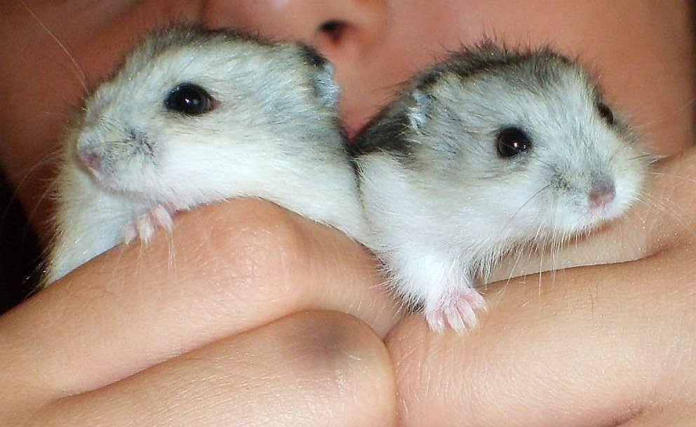 Investigan posible contagio de Covid-19 de hámsteres a humanos en Hong Kong