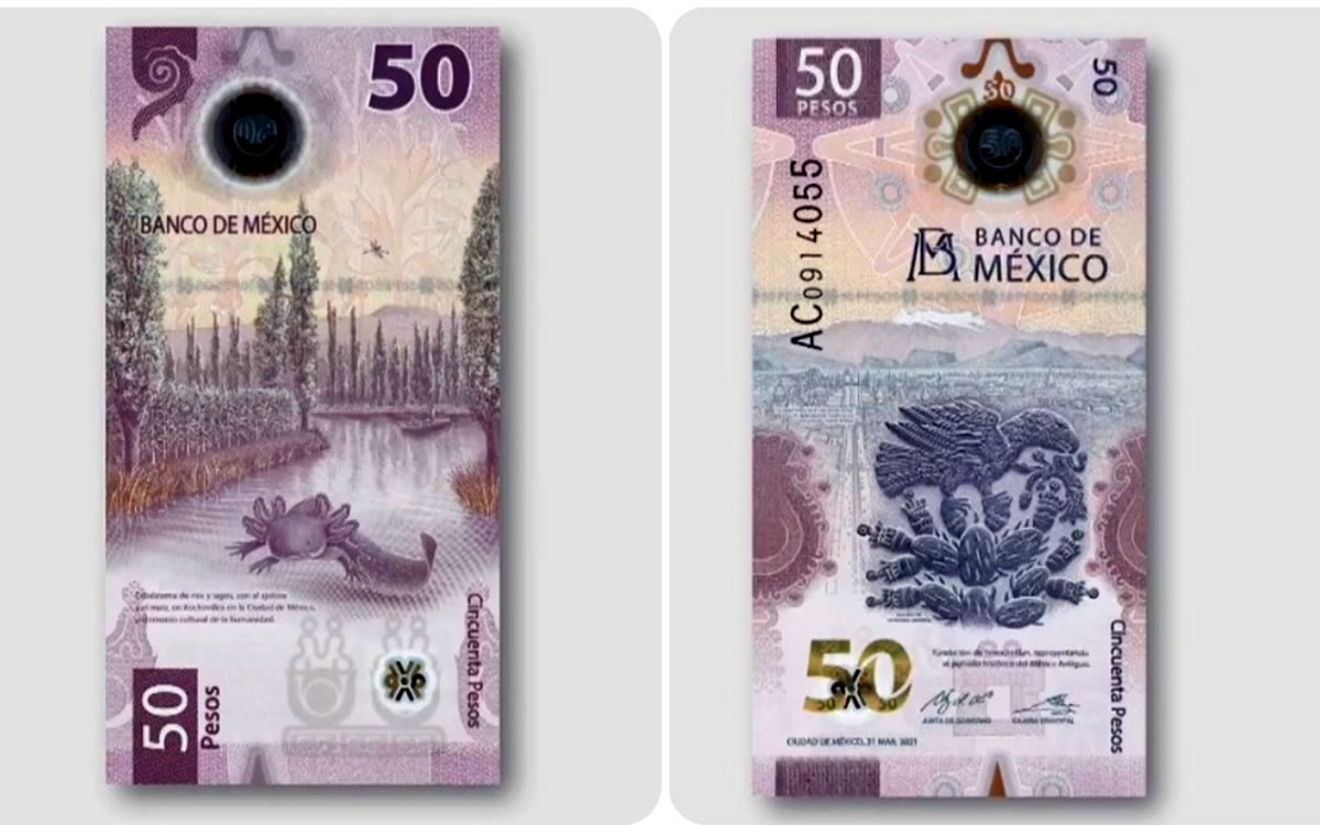 billete pesos distintivo ajolote especie