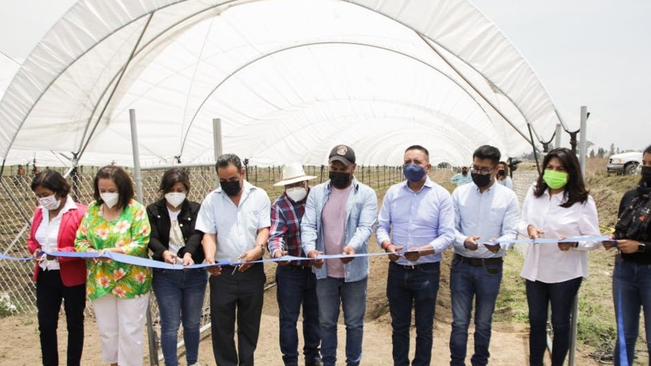 Ayuntamiento de San Andrés Cholula buscará intensificar la producción de zarzamora