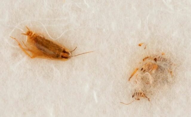 ¿Por qué la NASA quiere recuperar unos polvos de la luna y unas cucarachas?