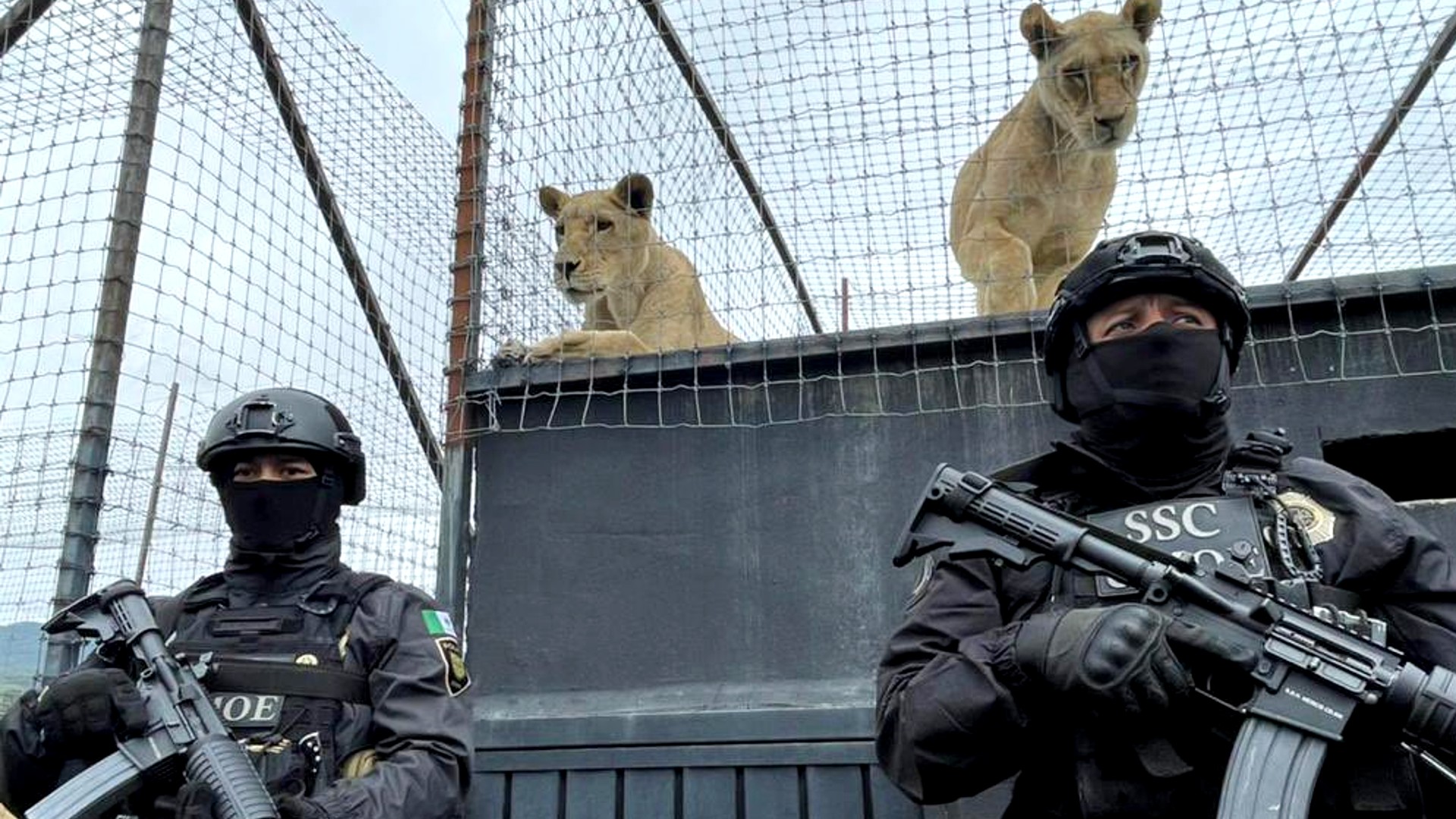 Fueron rescatados cerca de 180 felinos y otros animales entre primates y coyotes en satuario de Tlalpan