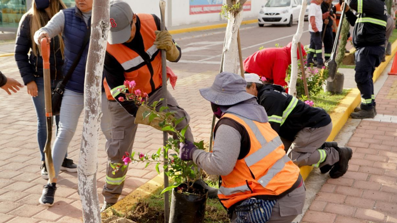 Ayuntamiento de San Andrés Cholula realizó una jornada masiva de reforestación 