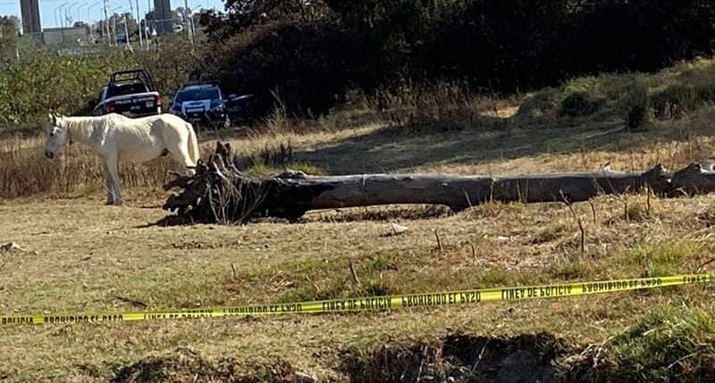 Localizan cabeza humana en descomposición en Clavijero; el resto del cuerpo no ha sido localizado