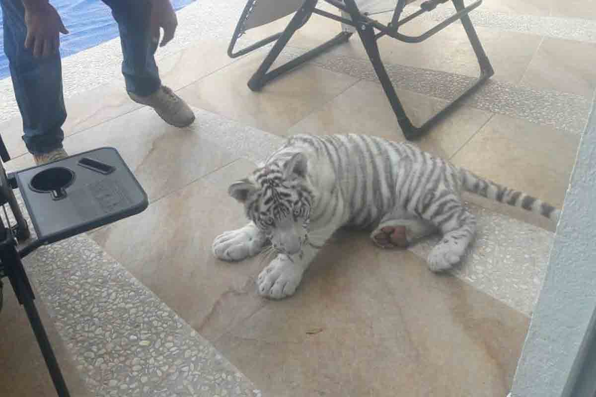 Capturan en Querétaro a tigre blanco que estaba suelto en  Huimilpan, límite con Corregidora