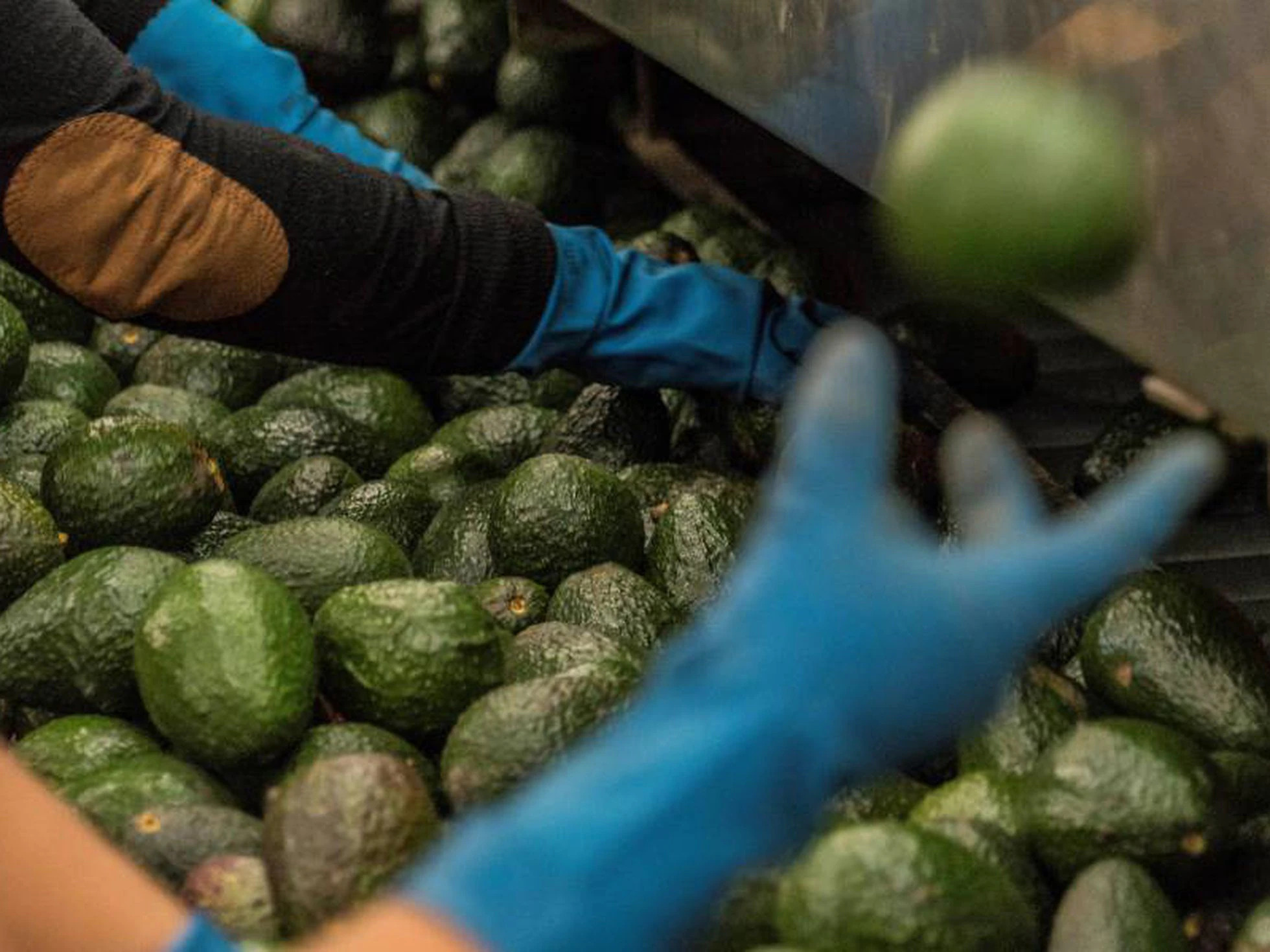 Precio del aguacate en EU se dispara a su nivel más alto en más de dos décadas