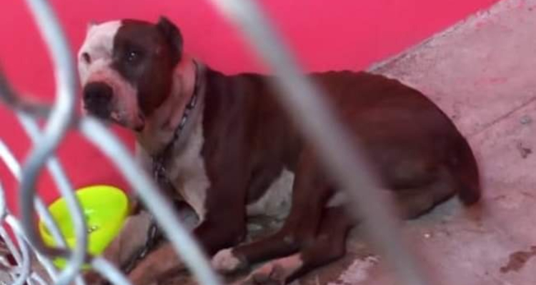 Coffy, perro guardian que mató a un intruso en talachería no será sacrificado, esta sano y saludable