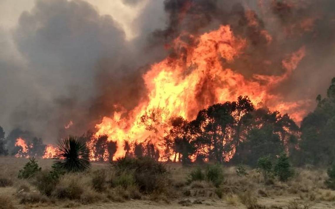 Durante labores de combate en incendio forestal, director de Conafor se fractura cráneo