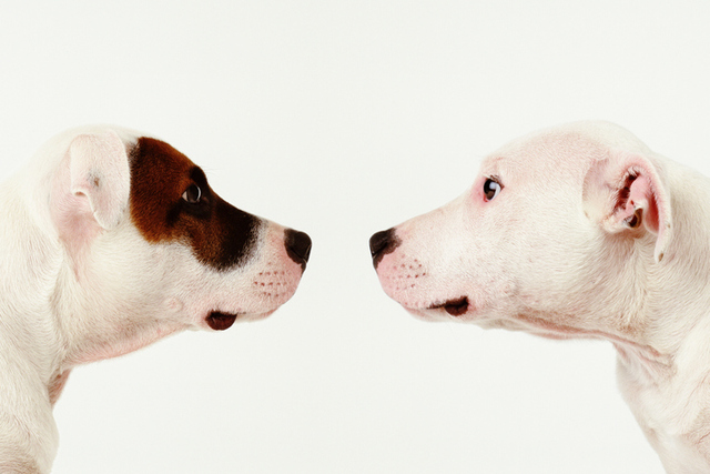 ¿Por qué los perros se quedan unidos después de aparearse?