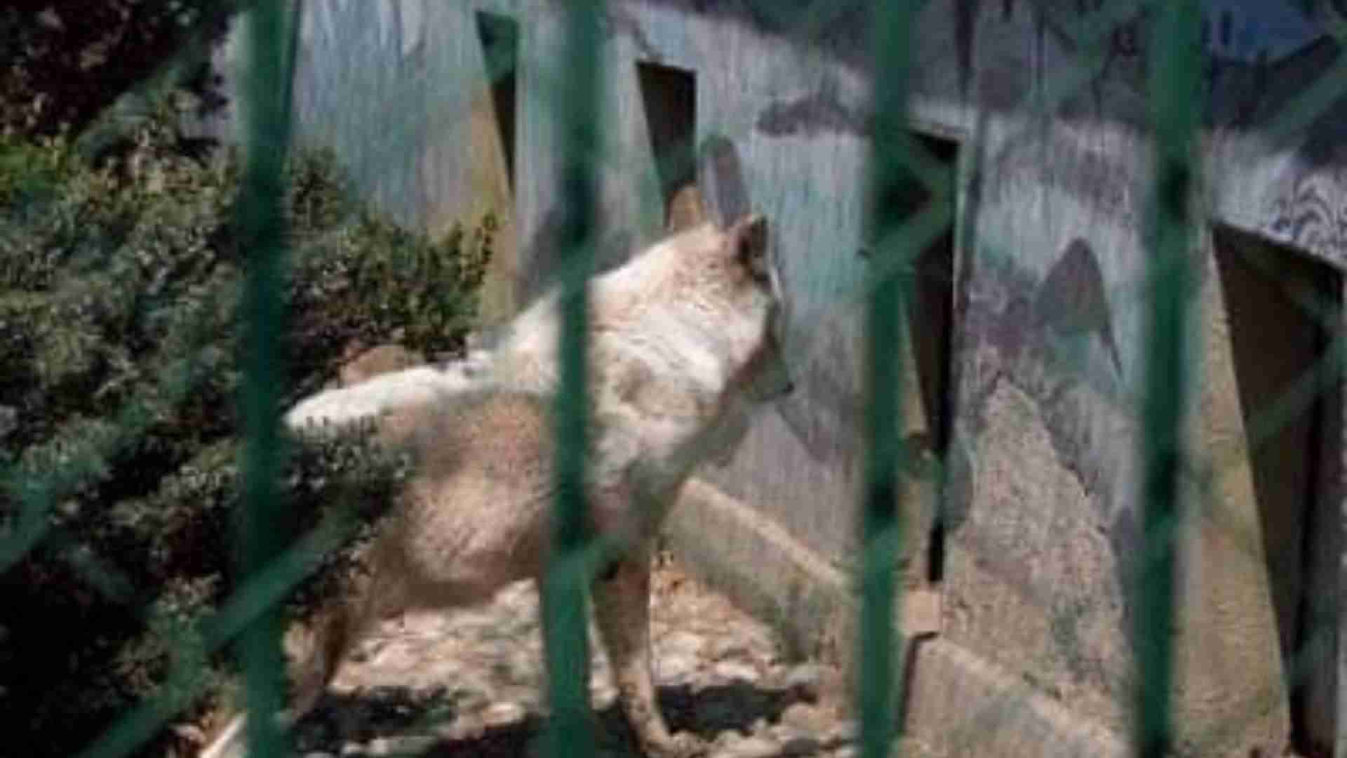 Lobo del zoológico de Neza mordió a niño de 9 años, probablemente podría perder su brazo