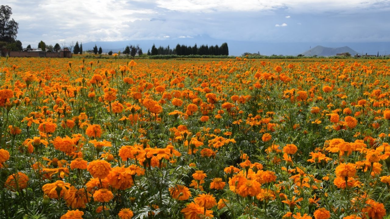 En San Pedro Cholula; iniciaría la temporada y cosecha de la “Flor de Muertos” 