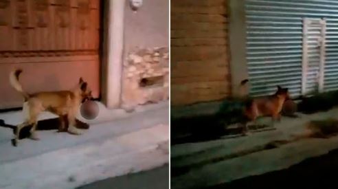 Terror en Zacatecas: captan a perro llevando cabeza humana en el hocico (Vídeo)