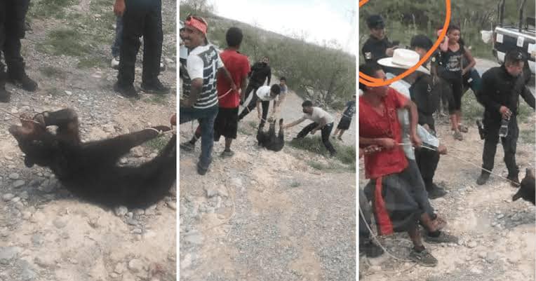 Procesan a policías y civiles implicados en asesinato de oso bebé en Coahuila