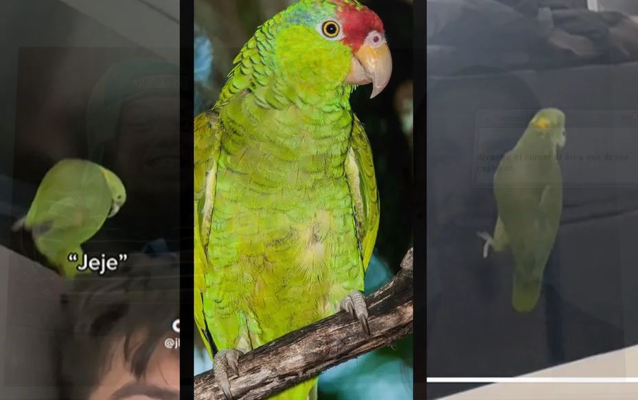 Loro se hace viral por funcionar como alarma para su dueño y nunca dejarlo llegar tarde  (Vídeo)