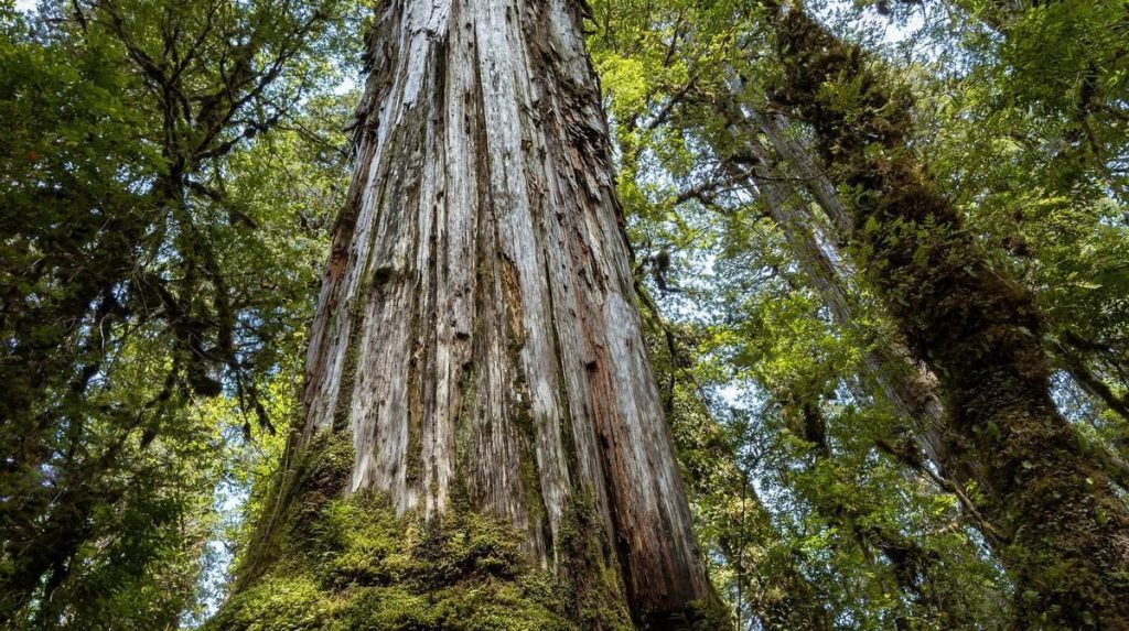 Un ciprés de chile podría convertirse pronto en el árbol más viejo del mundo